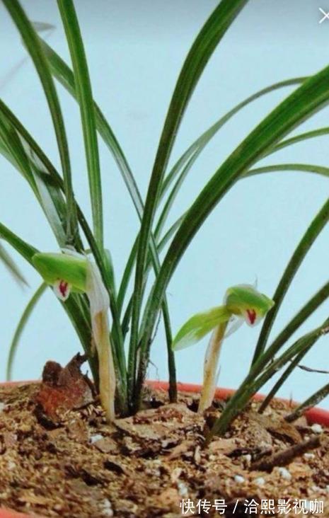 花莛|要把带花苞的兰花种活,要去“剪一刀”,不然就“悬”咯!