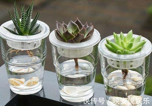 养护|多肉怕水不敢浇水养这几个品种，喜水可以水培，长得真旺