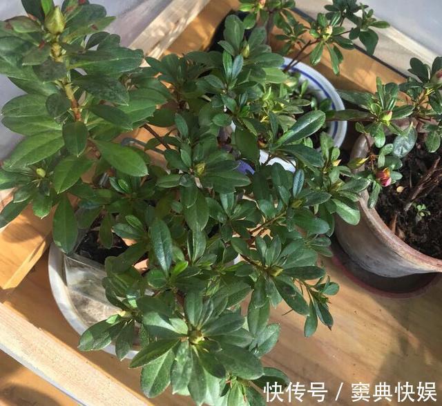 室外养杜鹃花,注意5个“细节”,枝繁叶茂,开花满枝,长成老桩