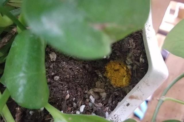 盆底|盆里扔2样东西,养花10年不烂根,叶子油光瓦亮,花苞挂满枝头