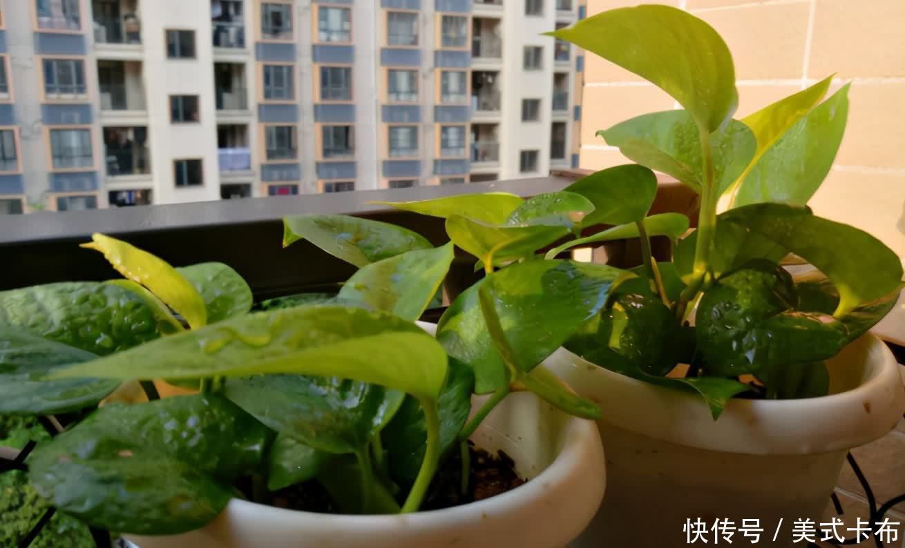 花友|养花浇花，夏天不要用此3种水，不然得不偿失