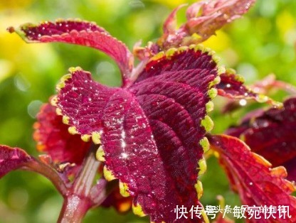 最适合厨房养的绿植,号称“吸油烟机”!空气清新健康无忧