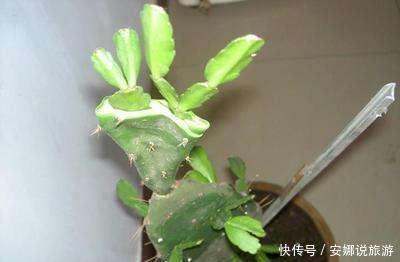 蟹爪兰嫁接仙人掌有什么好处,嫁接时需要注意什么