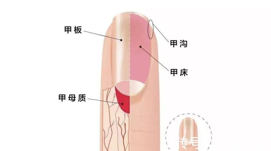 指甲缝|指甲剪不对带来大麻烦,这才是剪指甲的正确方法!