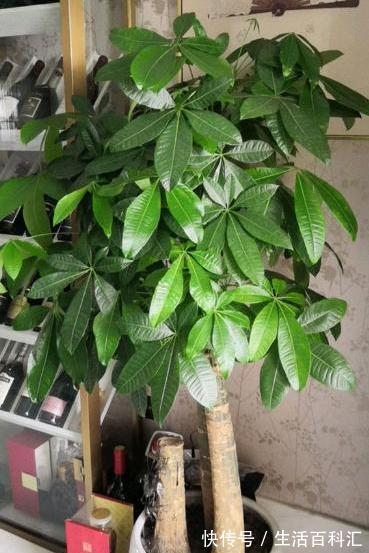 养发|夏天养发财树,大水大肥“大剪刀”,新芽冒的欢,半年大一圈