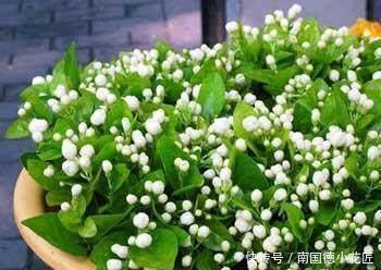 一大|这些神奇的花,掐个叶片就发芽,眨眼就是一大盆,开花特漂亮