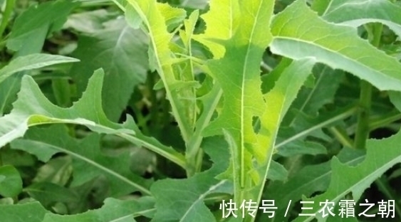 连根拔起|长得像蒲公英的一种野菜，只吃叶子不拔根，很多人都不知情而已