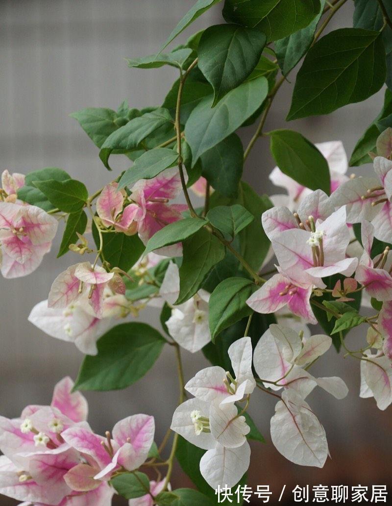 绿樱|养三角梅就养“2种”,颜色多变,勤花好看,经常开花不偷懒