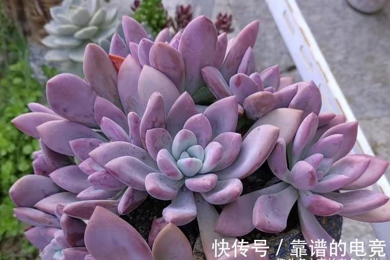 多肉奥普琳娜和娜娜小勾风格不同,一个以胖取胜,一个则娇俏可爱