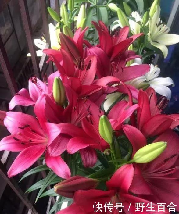 养此款植物，开花多，好养又容易开花，越晒开花越灿烂