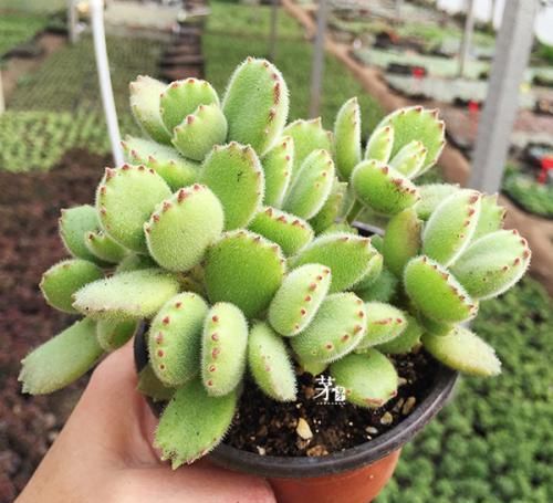 最厉害的养花营养液：给多肉植物喝一勺，新叶呼呼长，不比花肥差