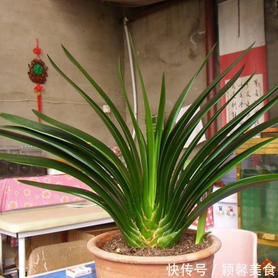 君子兰、蟹爪兰钟爱的这种水，冬天来一杯，花苞爆增