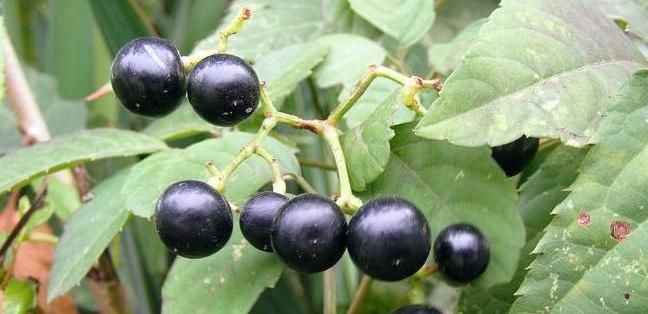 泡脚水里加点一宝,大肚腩消失了,体内湿气也没了,不妨试试