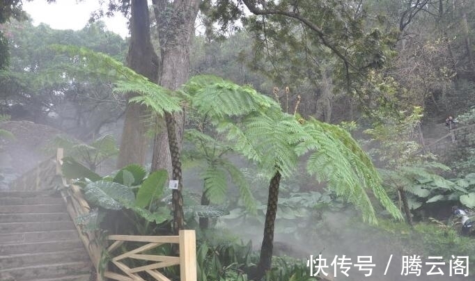 树冠如巨伞，极具观赏，堪称“蕨类之王”，非常稀罕，遇见请保护