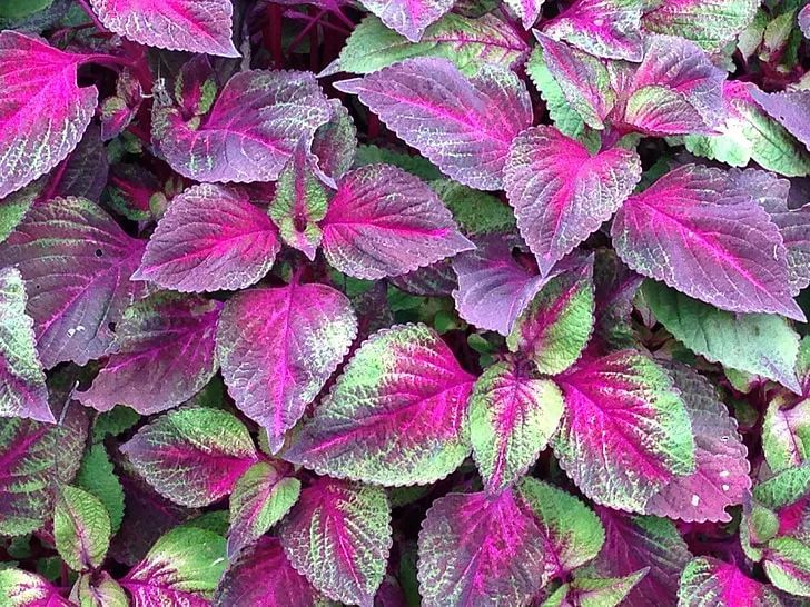 金秋蟹正肥!搭配这几个“宝贝”,解决寒性问题!但这类人不宜吃!