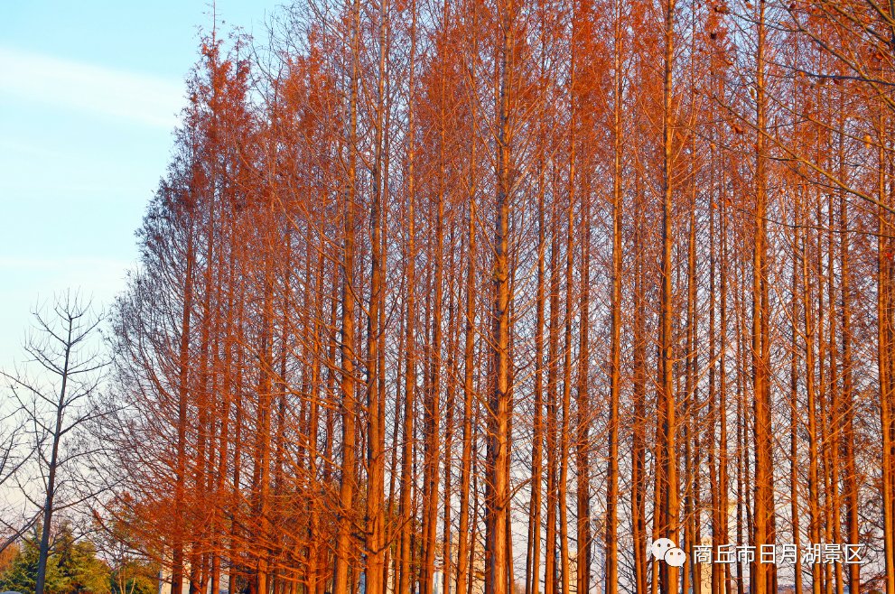 【商丘美景】商丘市日月湖景区：冬风拂面 暖阳高照