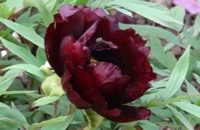 喜欢养菊，不如养盆“黑色牡丹”初乌，花色黑如炭，高贵且厚重！