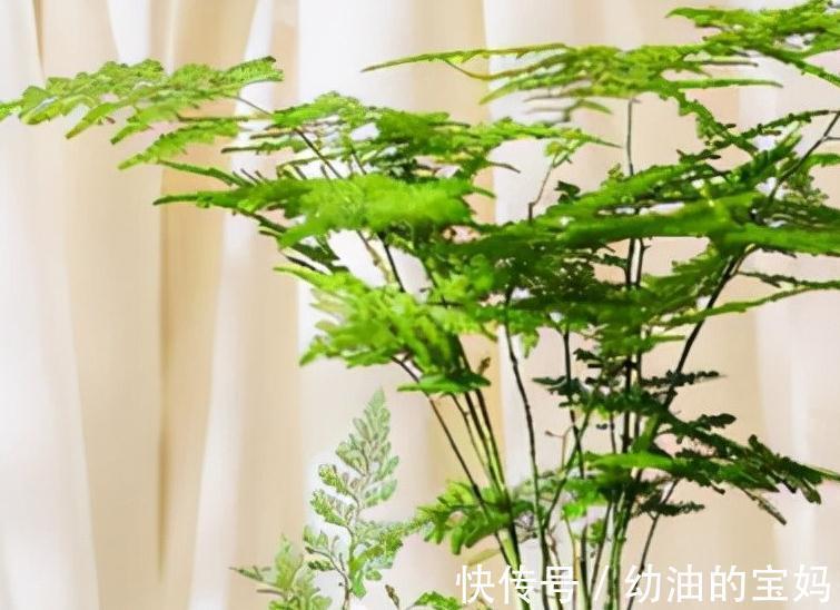 家里的文竹枯黄叶落,不妨试着改变养护方法,让你的文竹重焕生机