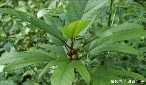 土人参|农村的此物,人称“土人参”,根部价值极为珍贵,遇见请珍惜