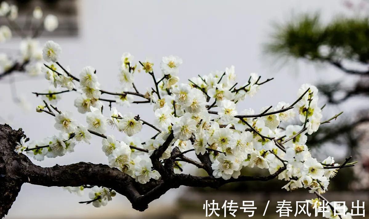 适合秋季养的10种花，代表冬天还能做年宵花，养在家里红火喜庆