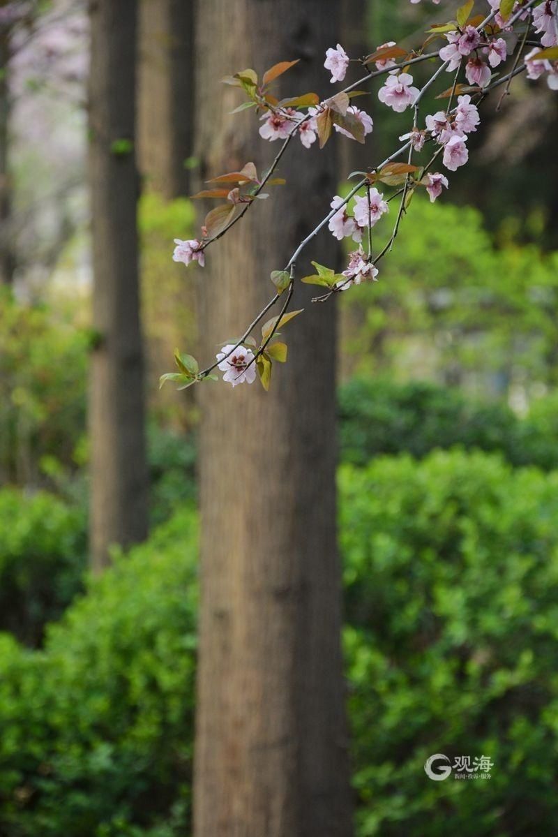 李村公园：春意藏不住，花儿齐争艳