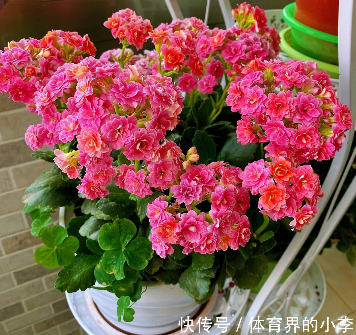 养长寿花,做好3件事,叶片油绿、花苞更多、开成惊艳的大花球