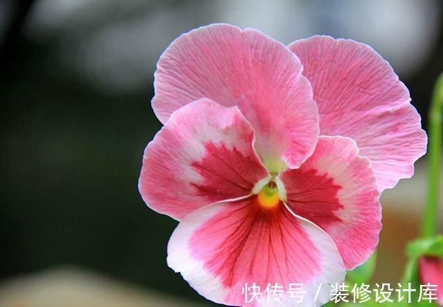 花海|从7月26日开始,家养此款花卉,阳台开出花海