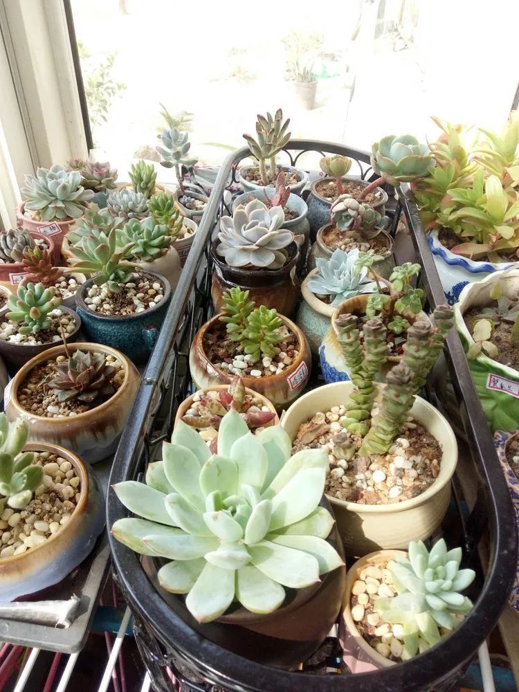 送瘟神,洒庭院,赏多肉,合家团聚话将来!