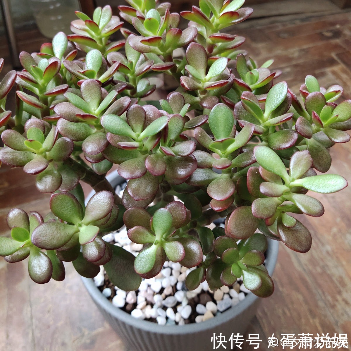 虎皮兰|3种花要“穷养”,塞进小盆少浇水,长得格外好