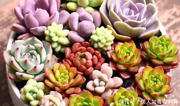 想让多肉变变色，只要做好三件事，下一秒效果绝对惊艳