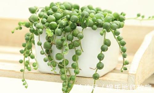 佛珠|肉佛珠怎么换盆佛珠换盆需要注意什么