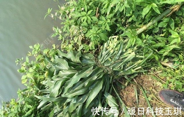 青草|野钓鲤鱼和草鱼,这两个打窝小技巧,能让诱鱼效果翻一倍