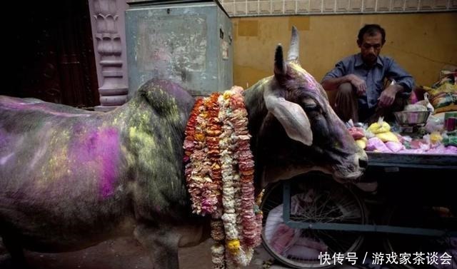 水牛|印度人不吃牛肉，这3亿头牛怎么办没关系，不同等级下场不一样