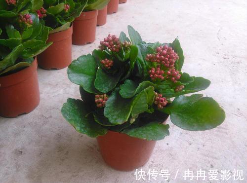 盆栽|长寿花又被称为寿星花、圣诞伽蓝菜!盆栽注意4点,花朵挂满枝