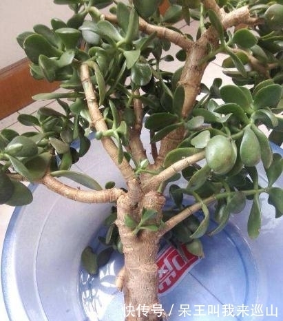 隔壁王大爷家养了18年的玉树又开花了！他说：要想玉树开花并不难