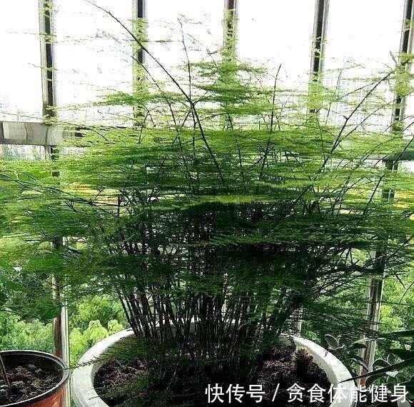 散光|7种“耐阴花”,家中光照不足,照样生长茁壮,枝叶茂盛,长爆盆!