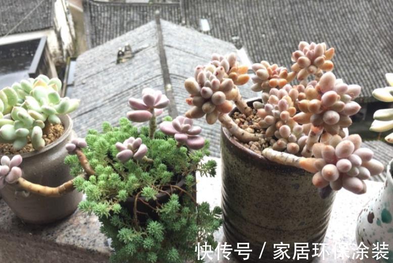 长势|养多肉学会浇水事半功倍,5种水倒掉也别用,不然土壤板结有虫害