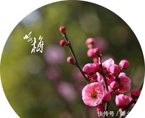 七绝:咏梅小赋(外一首)