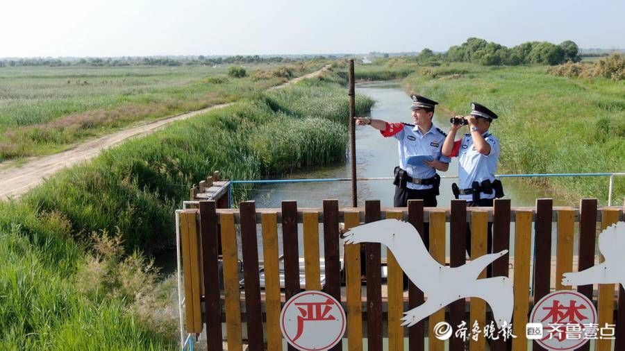 鸟类|“齐鲁最美警察”候选人杨华章：湿地荒滩的生态卫士