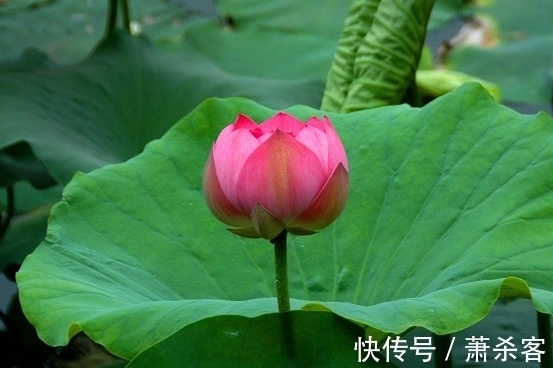 桃花运|10月下旬，吉星当头，4属相桃花朵朵，事业顺利，生活更上一层楼