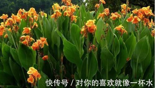 这种小东西,可是养花宝贝,盆底垫一些,不黄叶,根壮开花多!