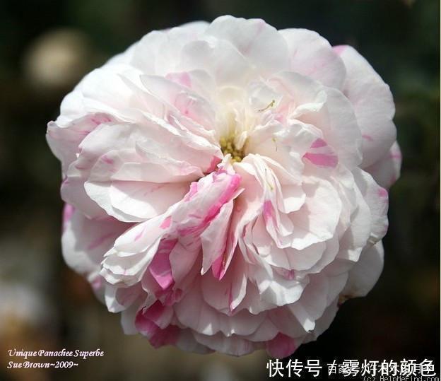 20款古老月季。数百年唯美传承,个个经典又抗病。远胜现代月季