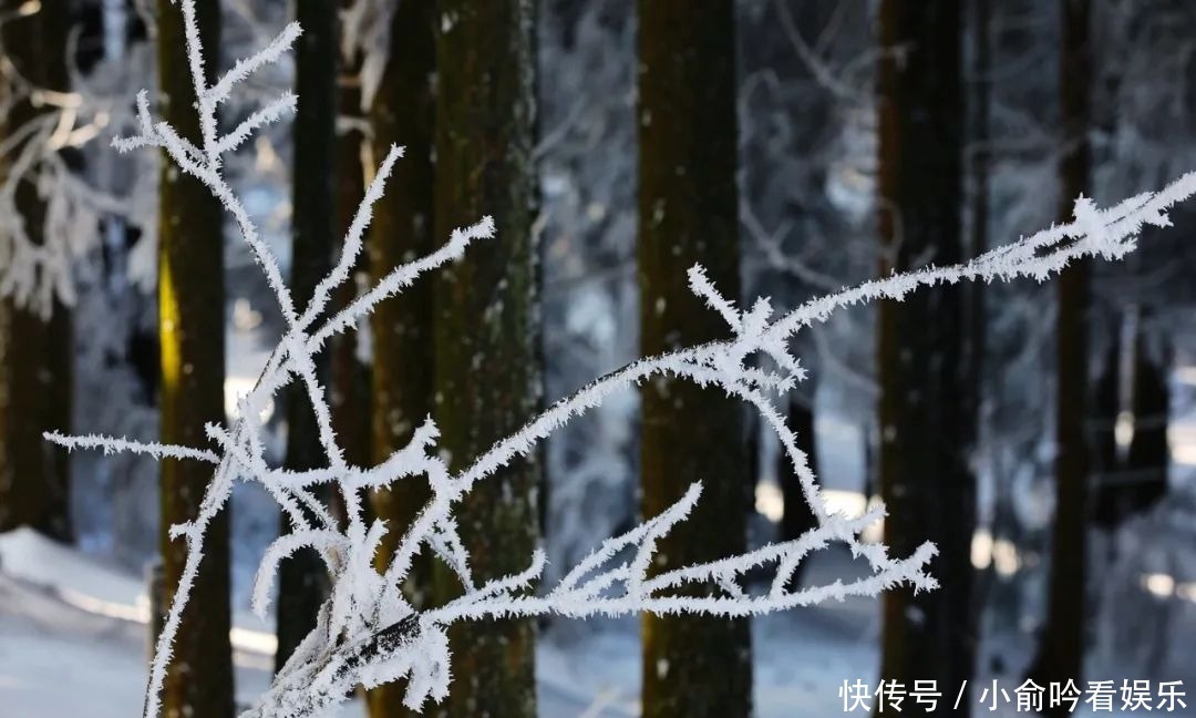 雪景|遂昌大美雪景图！让你一次看个够