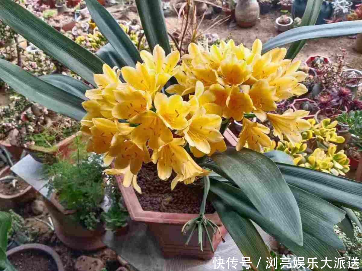 花友|君子兰养了10年不开花,就是这个原因,看完就明白了!