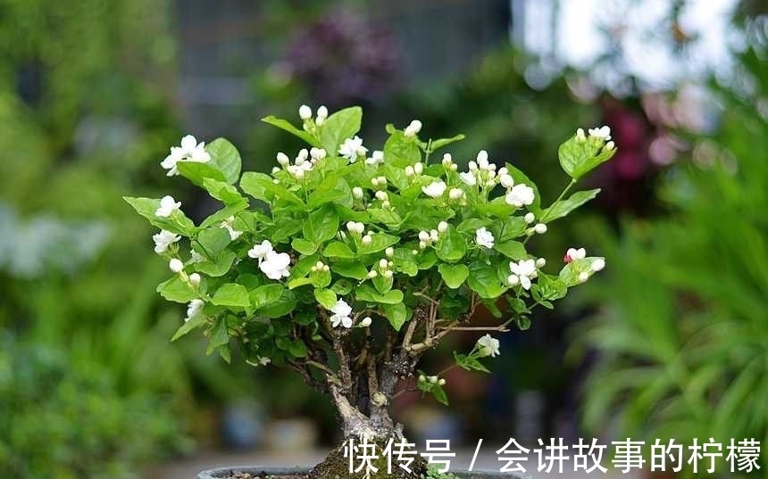 长寿花|5种“漂亮花”，喜欢毒日头，晒晒太阳，直接爆花快
