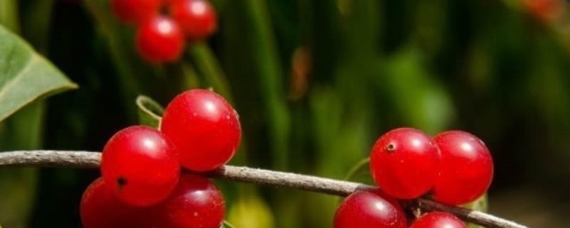 杜甫&王维最令人惊艳的一首诗,但却最容易误读,那么你误读了没有?