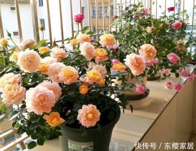 夏天|夏天养花,不妨养这四款花,盛开时繁花似锦,花色美轮美奂