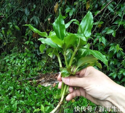 植物|它被称为“痰火草”，化痰消炎效果好，野外遇见，请别错过