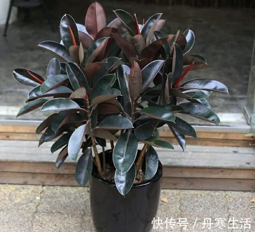 爆盆|家里花太多养不过来?试试4种花,不用精心打理也能爆盆