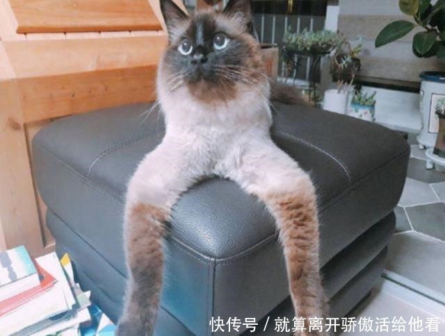 艺术家创造有趣的动物雕塑,你觉得哪个最搞笑